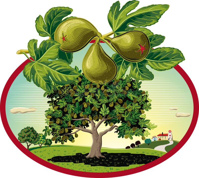 Oval frame with figs in orchard landscape vector illustration.