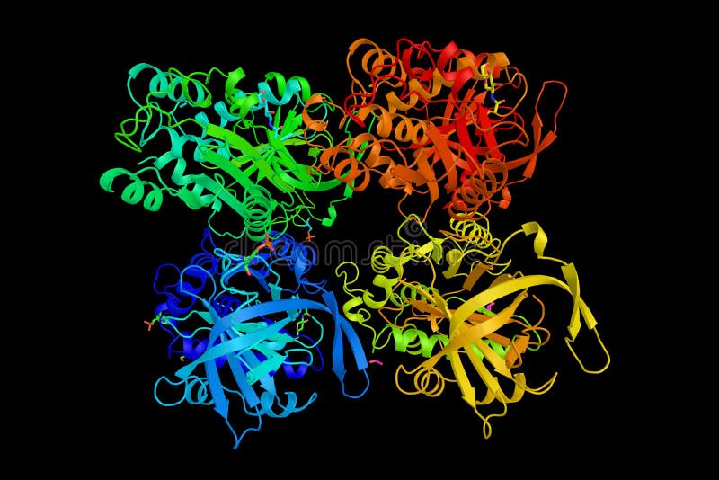 Ovalbumin, the Main Protein Found in Egg White, Making Up Approx Stock