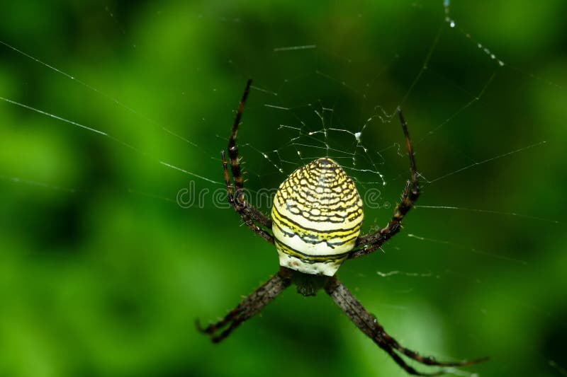 Ovale kruisspin in web royalty-vrije stock fotografie