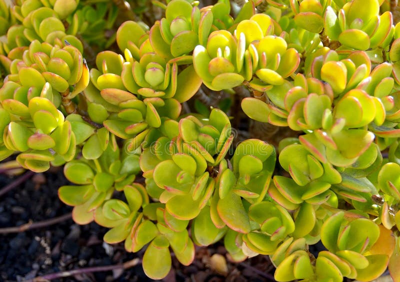 Ovata de Crassula généralement connu fin succulente d'usine sous le nom d'usine de jade, arbre d'amitié, usine chanceuse ou d'arg photo libre de droits Ovata de Crassula généralement connu fin succulente d'usine sous le nom d'usine de jade, arbre d'amitié, usine chanceuse ou d'arg photo libre de droits