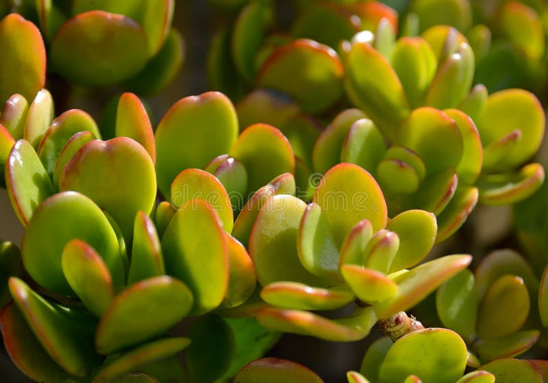 Ovata Della Crassula Conosciuto Comunemente Come La Pianta Della Giada