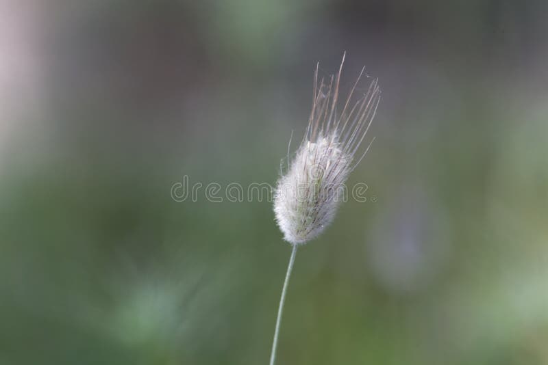 Ovatus di Lagurus dell'erba della coda della lepre fotografia stock libera da diritti Ovatus di Lagurus dell'erba della coda della lepre fotografia stock libera da diritti