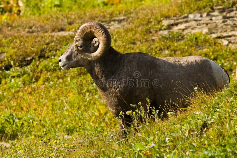 Ovejas de Bighorn imagenes de archivo Ovejas de Bighorn imagenes de archivo