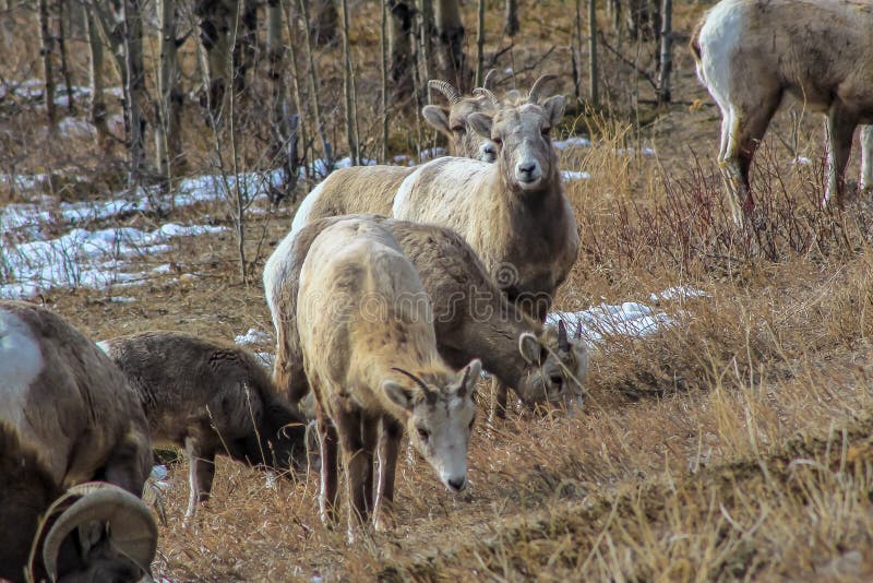 Ovejas de Bighorn que presentan para una imagen fotografía de archivo Ovejas de Bighorn que presentan para una imagen fotografía de archivo