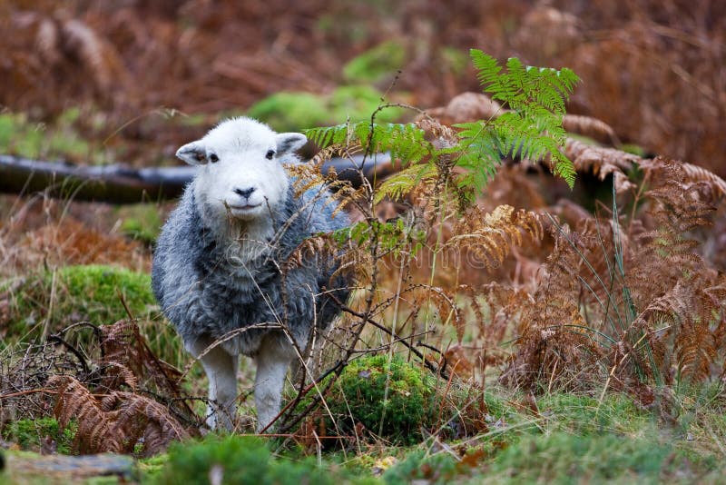 Ovejas de Herdwick fotos de archivo Ovejas de Herdwick fotos de archivo