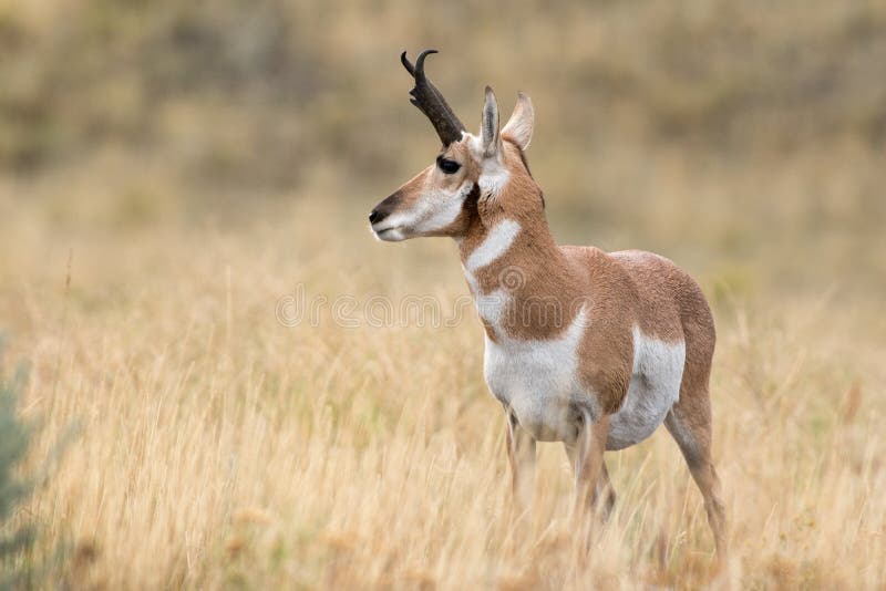 Ovejas de Pronghorn foto de archivo libre de regalías Ovejas de Pronghorn foto de archivo libre de regalías