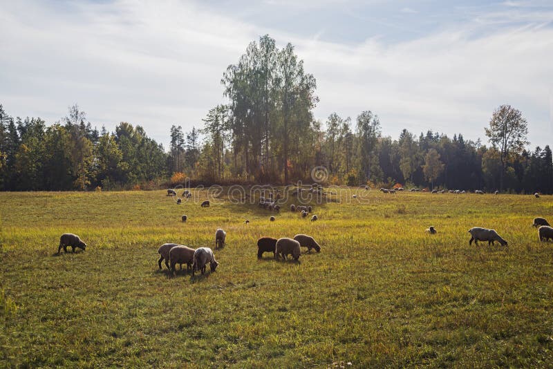 Ovejas de un campo Día de verano asoleado imagenes de archivo Ovejas de un campo Día de verano asoleado imagenes de archivo
