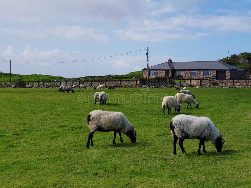 Ovejas En Una Granja De Campo En Irlanda Imagen de archivo Imagen de