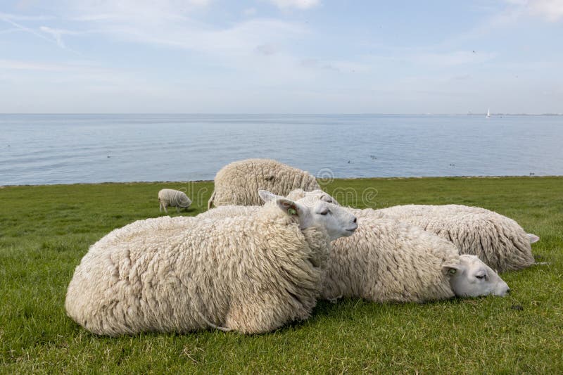 Ovejas que descansan en la hierba en el dique al lado del IJsselmeer imagenes de archivo Ovejas que descansan en la hierba en el dique al lado del IJsselmeer imagenes de archivo