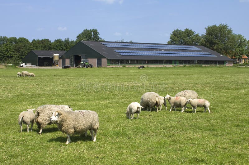 Grazing farm sheep in meadow, with lambs. The roof of the cowshed is covered with solar panels that is better for the environment and also a saving on energy costs. The use of renewable energy is gaining ground in the agricultural sector. Province North Holland, village Haarlemmerliede and Spaarnwoude. Grazing farm sheep in meadow, with lambs. The roof of the cowshed is covered with solar panels that is better for the environment and also a saving on energy costs. The use of renewable energy is gaining ground in the agricultural sector. Province North Holland, village Haarlemmerliede and Spaarnwoude.