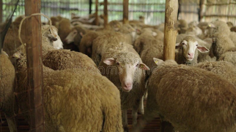 Ovelha adulta a aproximar-se do bando de ovelhas de chiang mai