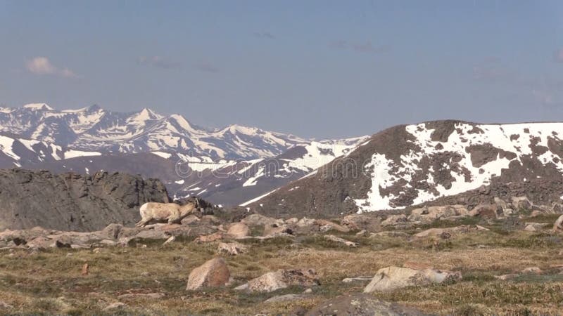 Ovelha do Bighorn em Colorado