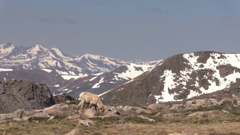 Ovelha dos carneiros de Bighorn