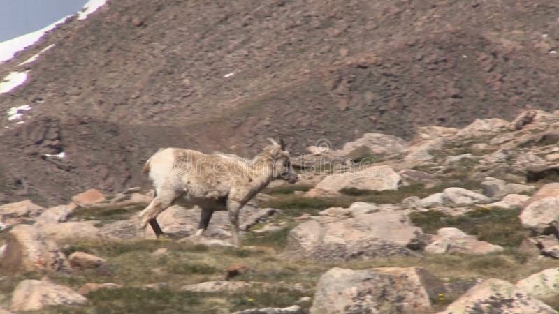 Ovelha dos carneiros de Bighorn