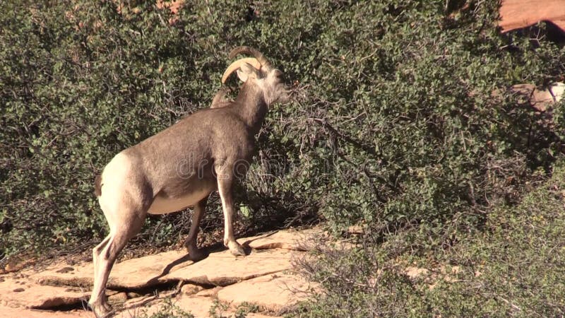 Ovelha dos carneiros de Bighorn do deserto