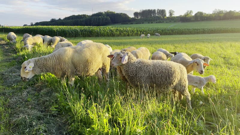 Ovelha e borrego pastoreio no campo