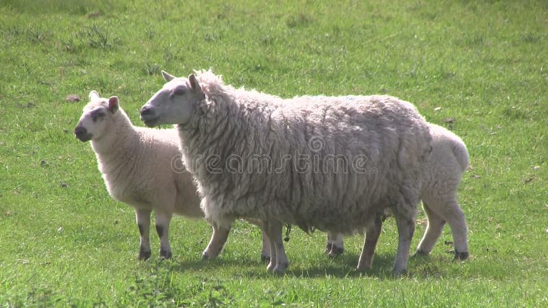 Ovelha e dois cordeiros que pastam em um campo