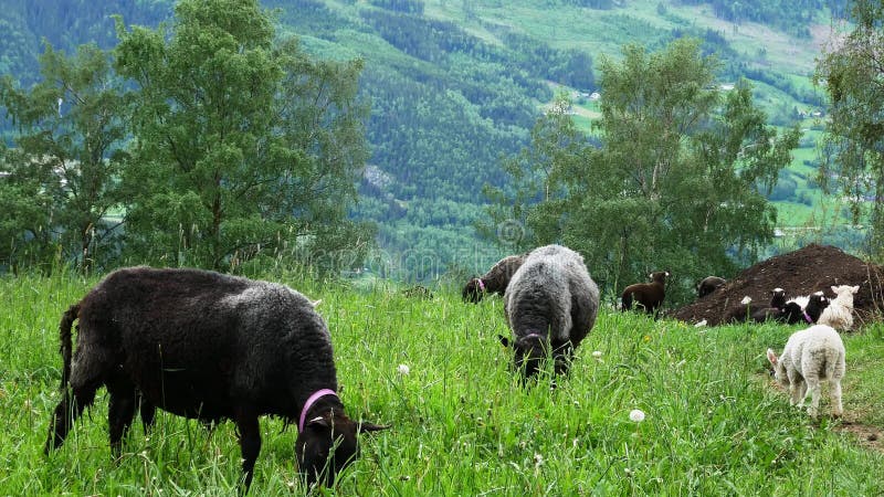 A ovelha negra agita a cabeça fazendo o sino tocar alto e assustando um carneiro próximo como outras ovelhas estão pastoreando e