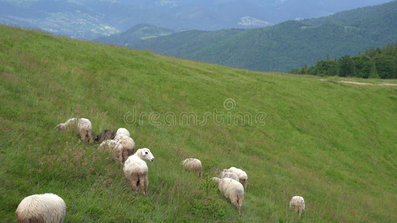 Ovelhas brancas e encharcadas estão a ser pastadas por um pastor num terreno verde nas montanhas perto de uma aldeia numa exploraç