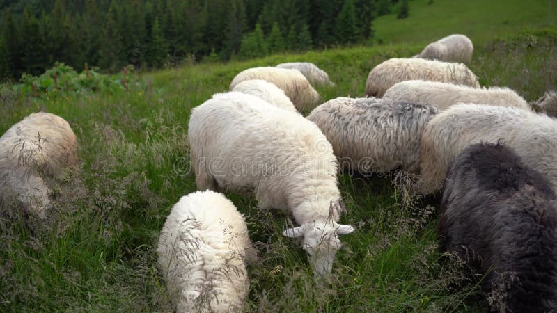 Ovelhas brancas pastam com erva verde num campo alto nas montanhas. conceito de uma gama de animais livre e responsável