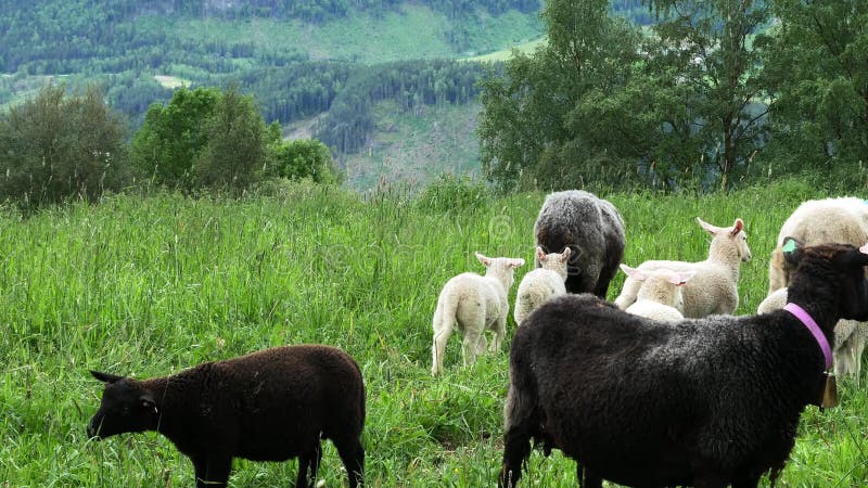 Ovelhas caminham afastadas de dois carneiros lactantes, enquanto outras ovelhas pastam numa pastagem na Noruega