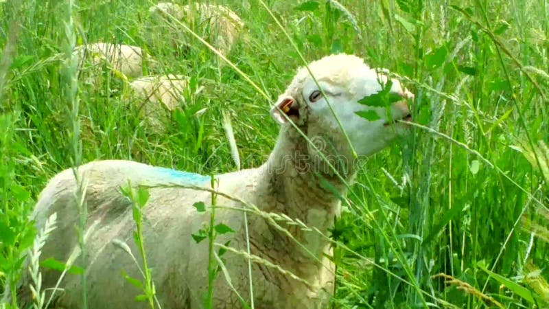 Ovelhas pastando em pastagem verde