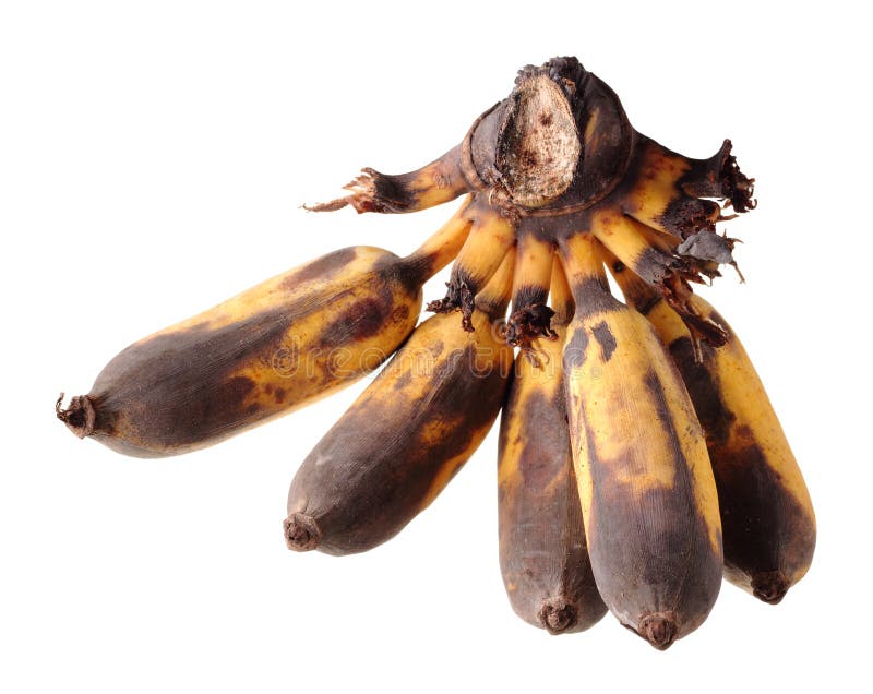 Over ripe cultivated banana royalty free stock images Over ripe cultivated banana royalty free stock images