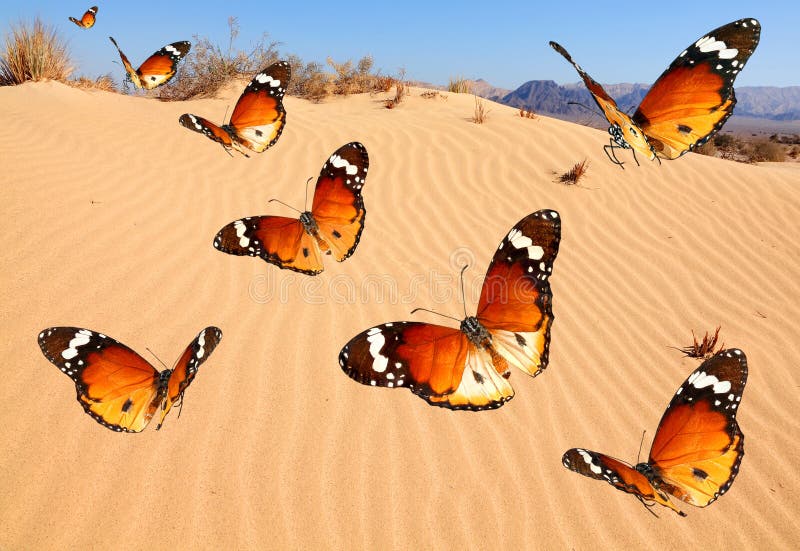 103 Monarch Butterfly Swarm Stock Photos Free & RoyaltyFree Stock