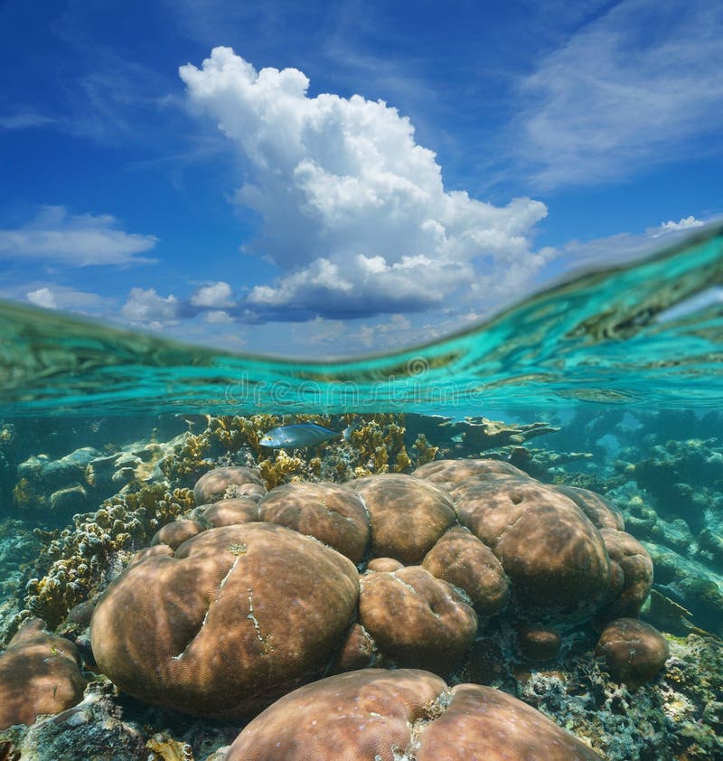 Over-under image, top half blue sky with cloud, and a coral reef underwater...