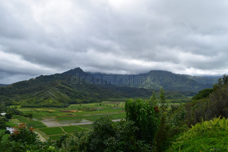 Hanalei Valley Taro Fields in Kauai Hawaii Stock Image Image of