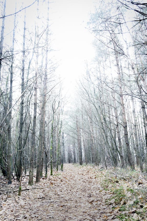 Overexposed bare pine forest giving mysterious landscape royalty free stock image