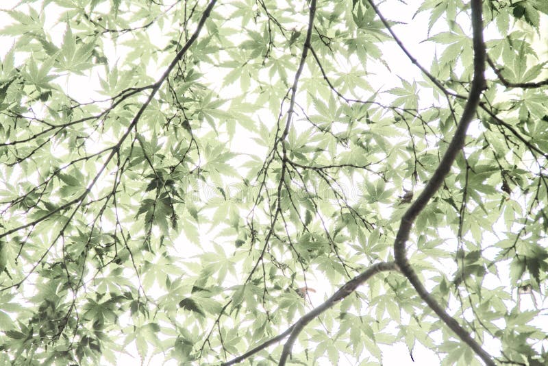Overexposed Leaves royalty free stock photos