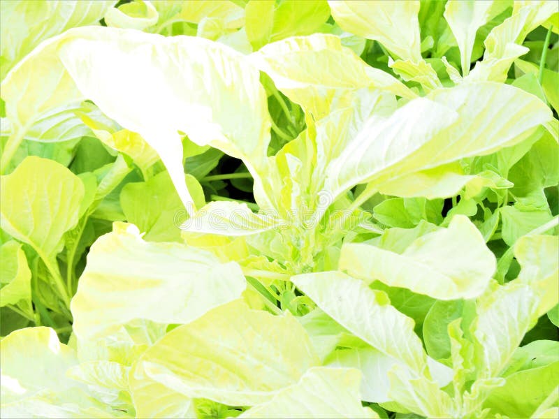 Vegetable leaves overexposed, special effect stock photography