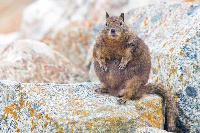 Overfed Fat Squirrel.