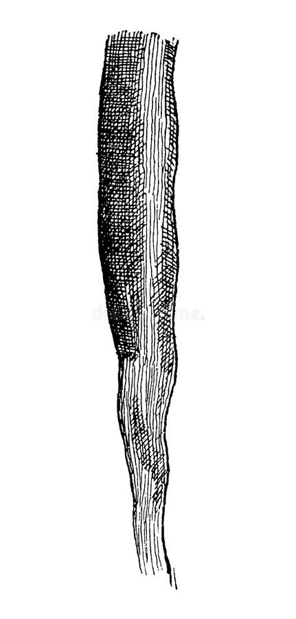 Transition of the striated muscle fibers into the tendon. Illustration of the 19th century. Germany. White background. Transition of the striated muscle fibers into the tendon. Illustration of the 19th century. Germany. White background