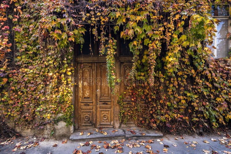 Overgrown door with autumn leaves on a house in ruins, Old Town in Tbilisi, Georgia