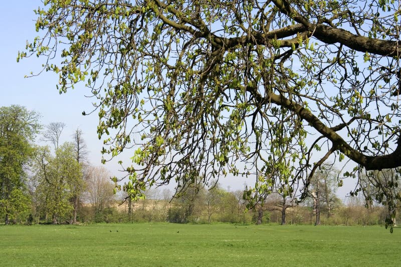 Overhanging tree at the park