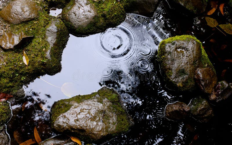 Overhead closeup shot of water ripples in a puddle surrounded with wet, mossy rocks.