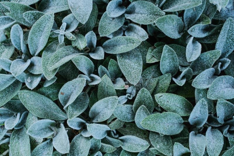 An overhead macro view reveals a dense arrangement of soft, textured leaves, exhibiting a muted green-grey hue and velvety surface. Fuzzy surface stock images, royalty-free photos and pictures
