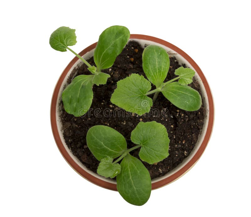 Overhead Shot Of Baby Plants In Pot XXXL