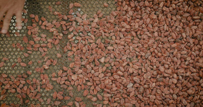 Overhead van de boerenhanden, waardoor de stapel gedroogde cacaobonen bij het drogen van de langzame beweging van de maaswijdte wo