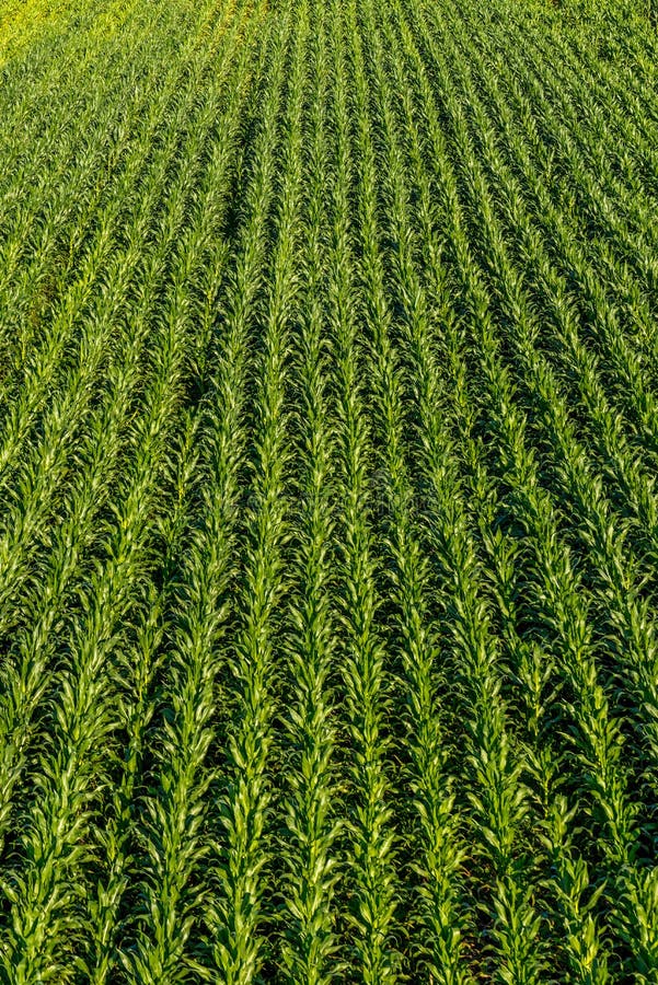 Overhead view from above on a field of young corn stock photo Overhead view from above on a field of young corn stock photo