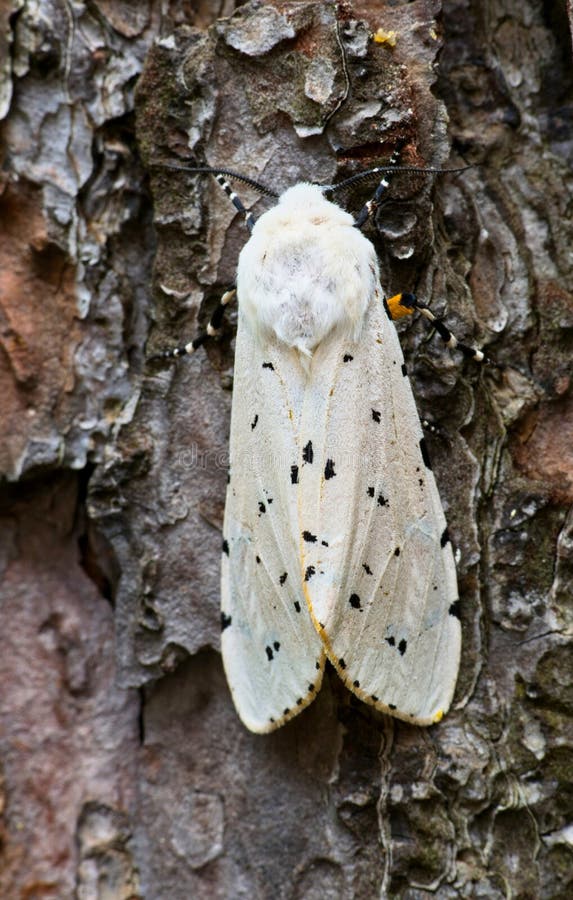 An Acrea moth, or Salt Marsh moth &#x28;Estigmene acrea&#x29; in Houston, TX resting on some tree bark and displaying Dalmatian-like black spots on its white wings. An Acrea moth, or Salt Marsh moth &#x28;Estigmene acrea&#x29; in Houston, TX resting on some tree bark and displaying Dalmatian-like black spots on its white wings.