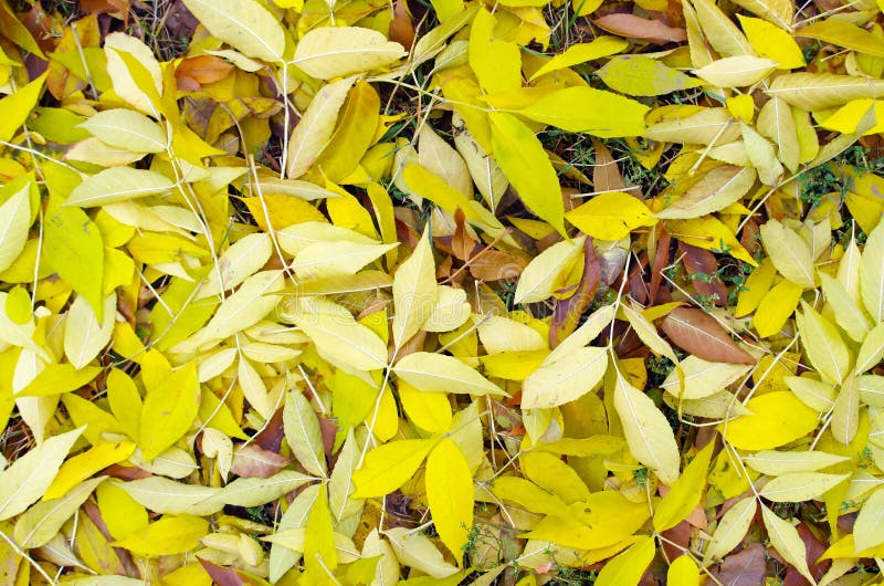 Barking Moonbat Early Warning System