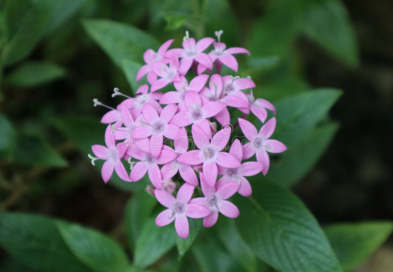 Overhead View Of A Cluster Of Tiny Purple Flowers Stock Image Image