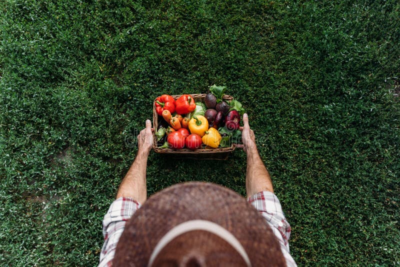 Farmer holding basket with vegetables