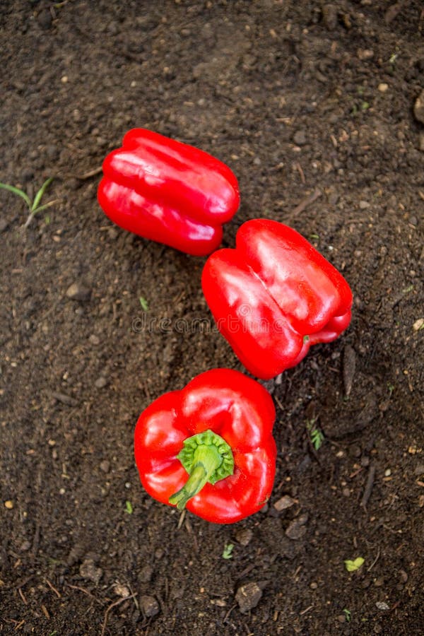 Overhead view of fresh red bell peppers on dirt at garden