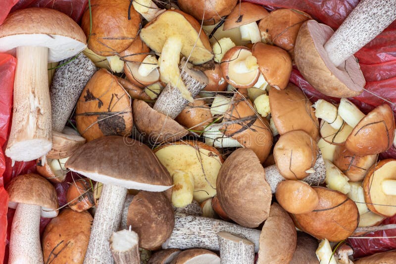 An overhead view of a group of different mushrooms spread out on a red bag collected in the forest stock images