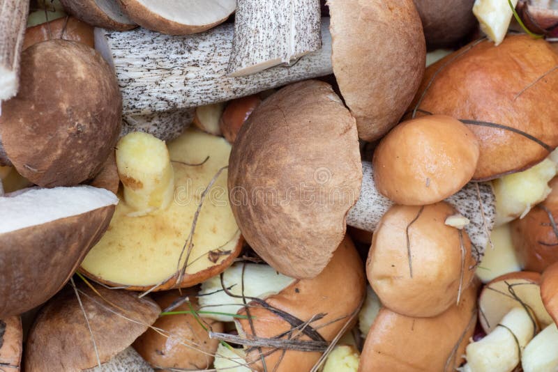 An overhead view of a group of different mushrooms spread out on a red bag collected in the forest, vegetarian food stock photos