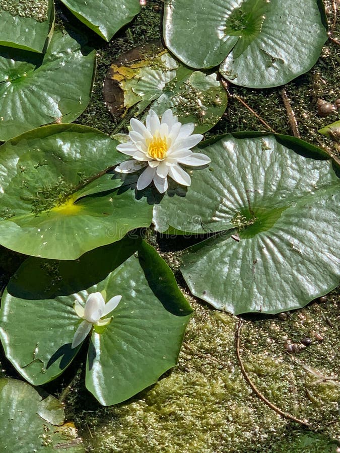 Overhead View of White Lotus Blossoms Growing on Lily Pads Stock Photo